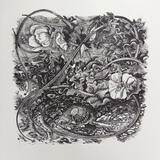 Sea Poppy - Glaucium Flavum