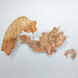 Leaves and Pencil shaving