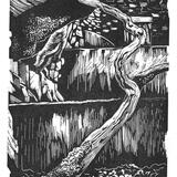 Eog  Ysgol-  Salmon Ladder