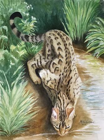 Rafi’s favourite watering hole