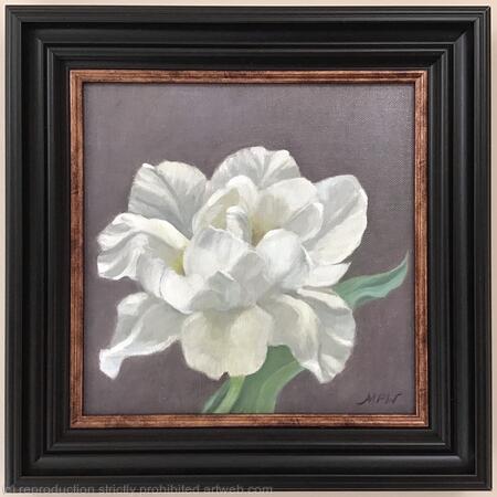 White peony tulip