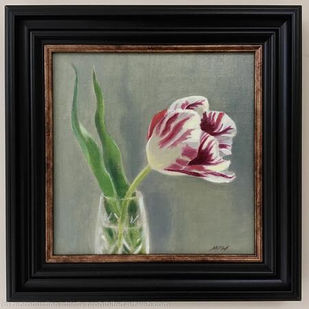 Red and white tulip
