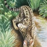 Rafi’s favourite watering hole