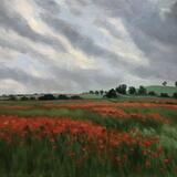 Evening Poppy field