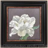 White peony tulip
