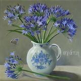 Agapanthus