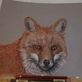 Fox in pastels
