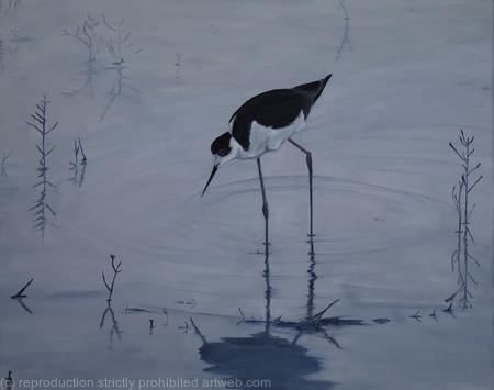 Black winged stilt