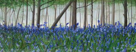 Batchwood bluebells