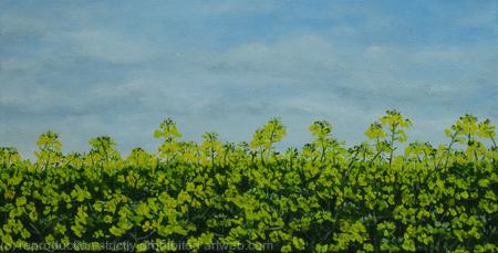 In a Field of Oil-seed rape
