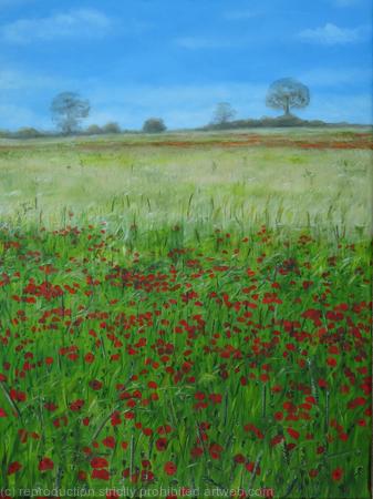 Poppies in Sandridge2