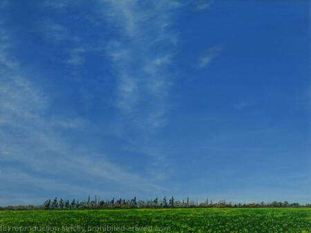 Rapeseed fields in Hertfordshire