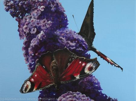 Peacocks in the summer