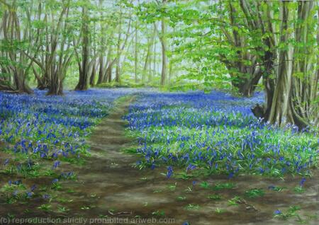 Bluebell woods in Heartwood forest