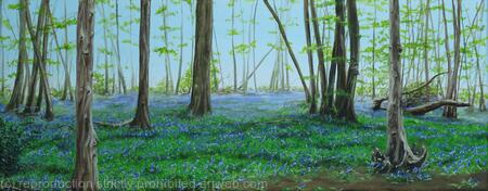 Bluebells in St Albans