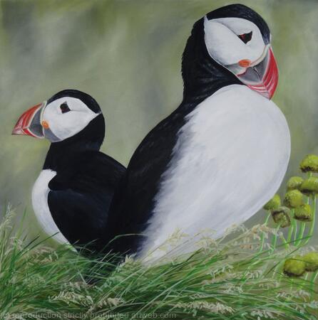Puffins