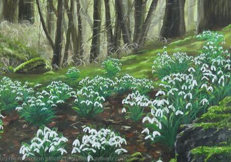 Snowdrops