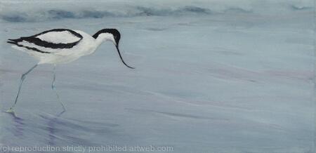 Avocet-1
