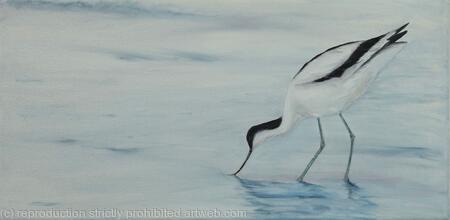 Avocet-2