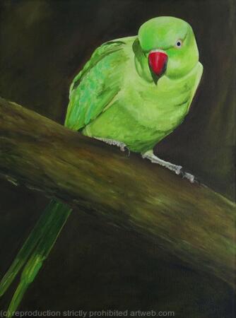 Parakeet