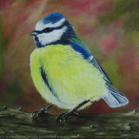 Blue Tit