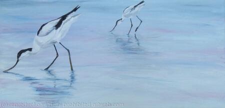 Avocets
