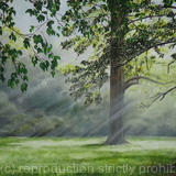 Misty morning at Childwickbury