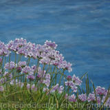 Guernsey sea flowers
