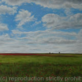 Poppies in Sandridge