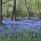 Spring in Heartwood forest