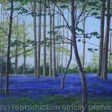 Bluebells in the Chilterns