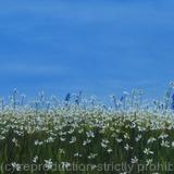Wild Flowers (Heartwood Forest)