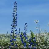 Wild Flowers in Heartwood Forest 2
