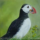 Puffin