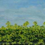 In a Field of Oil-seed rape