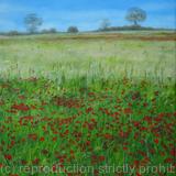 Poppies in Sandridge2
