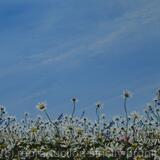 Hertfordshire flowers