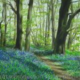 Bluebell woods in Batchwood