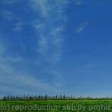 Rapeseed fields in Hertfordshire