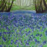 Bluebells