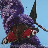 Peacocks in the summer