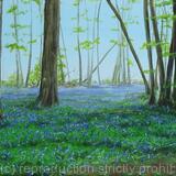 Bluebells in St Albans