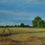 Highfields in August