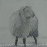 Ewe in snow