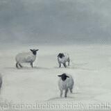 Sheep in snow 2