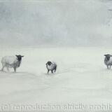 Sheep in snow-3