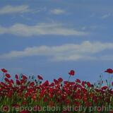 Poppies