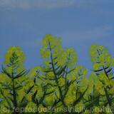 Rapeseed
