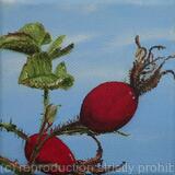 Rose hip
