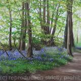 Bluebells in Highfields, St Albans